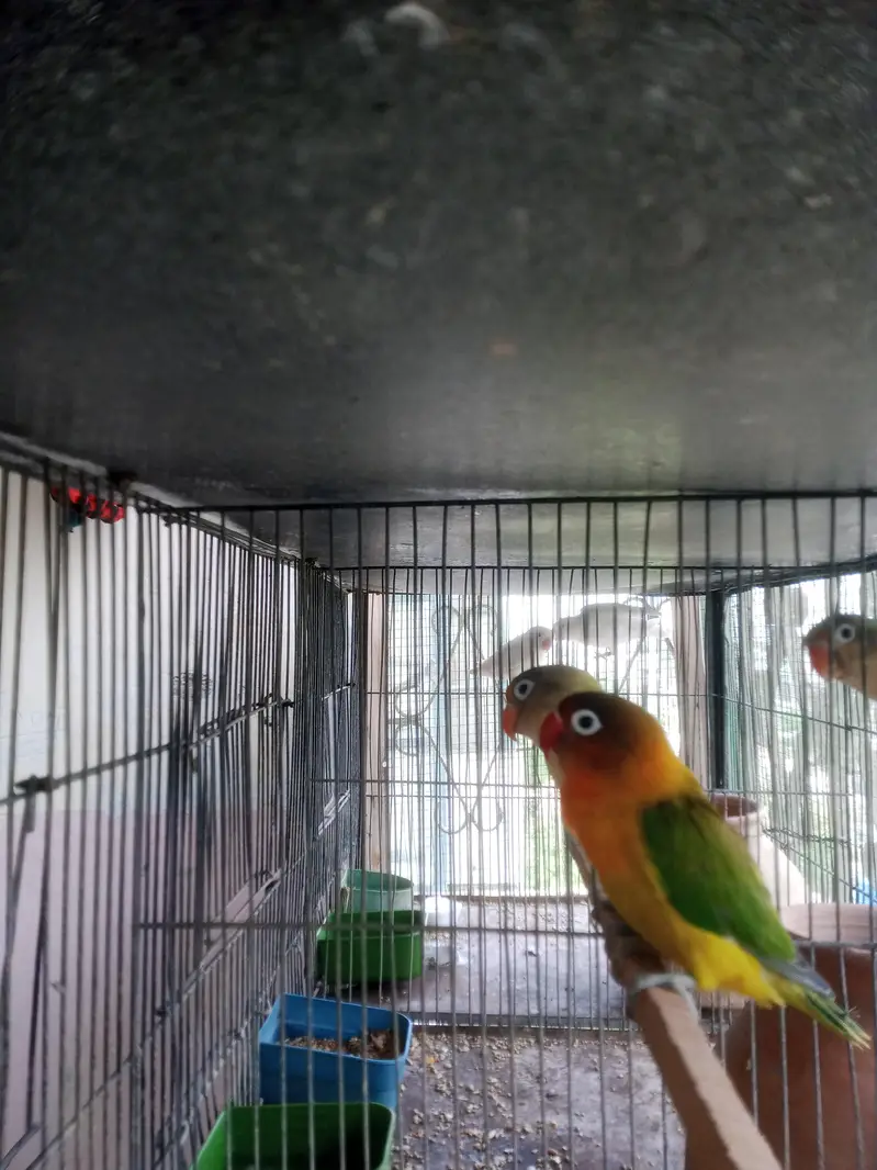 love birds breeders pairs for sale — photo 3