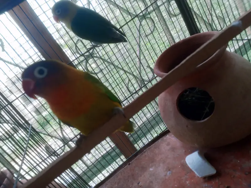 love birds breeders pairs for sale — photo 4