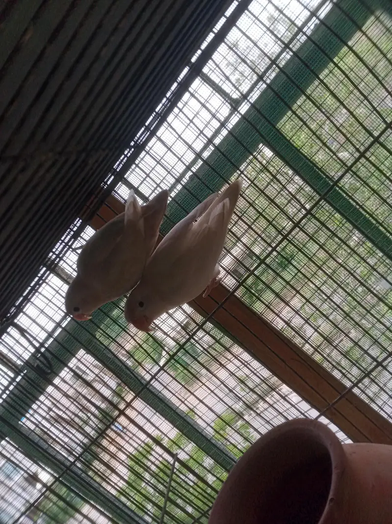 love birds breeders pairs for sale — photo 5