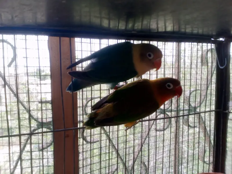 love birds breeders pairs for sale — photo 6