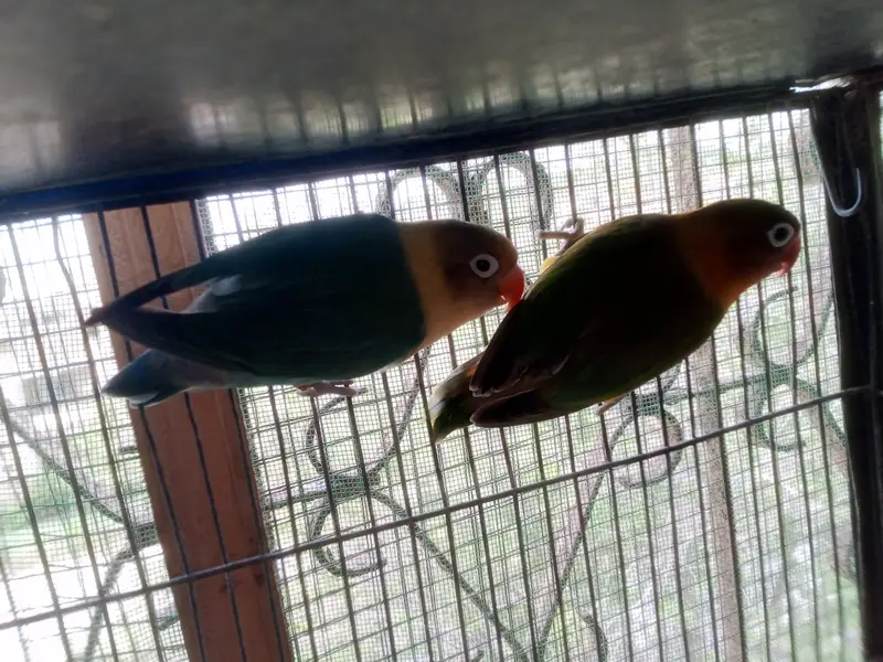 love birds breeders pairs for sale — photo 7