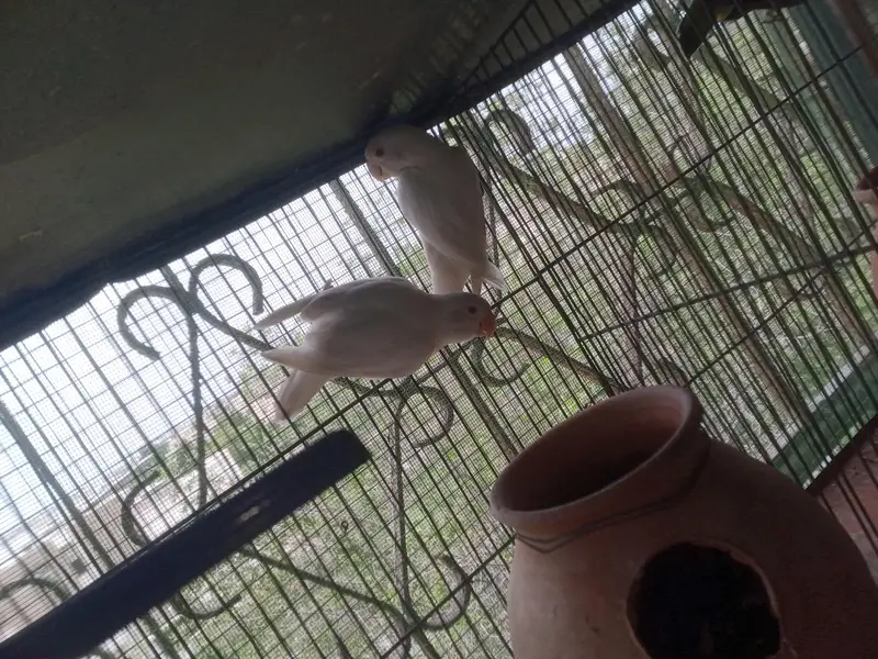 love birds breeders pairs for sale — photo 8