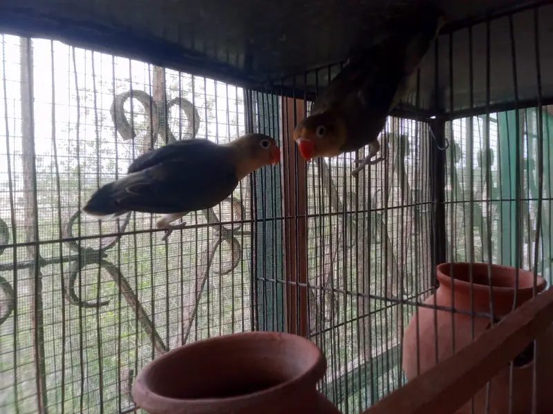 love birds breeders pairs for sale — photo 9