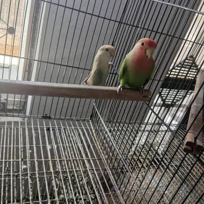 healthy active birds Australian and Love birds