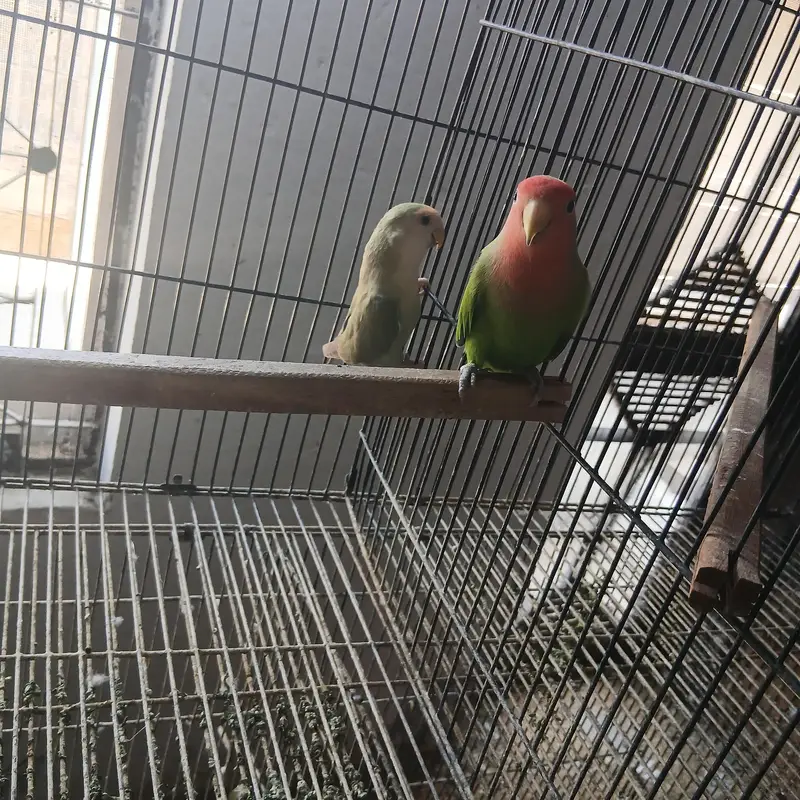 healthy active birds Australian and Love birds — photo 2