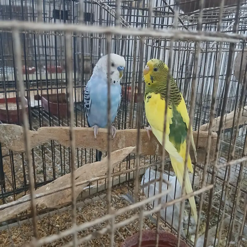 healthy active birds Australian and Love birds — photo 3