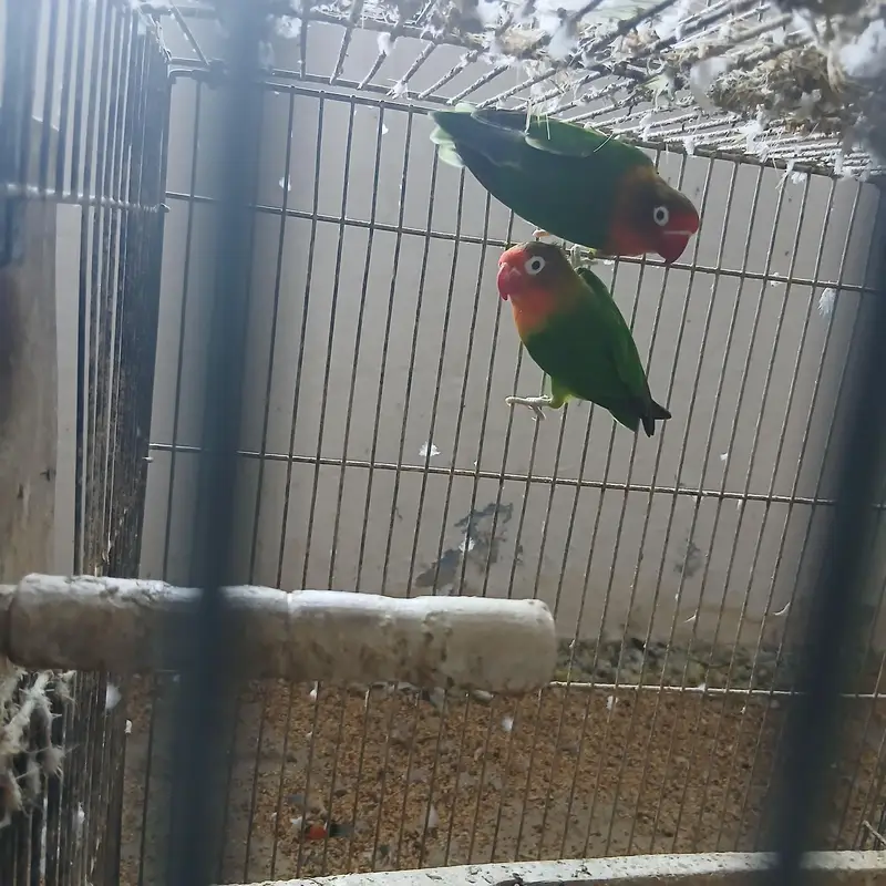 healthy active birds Australian and Love birds — photo 4