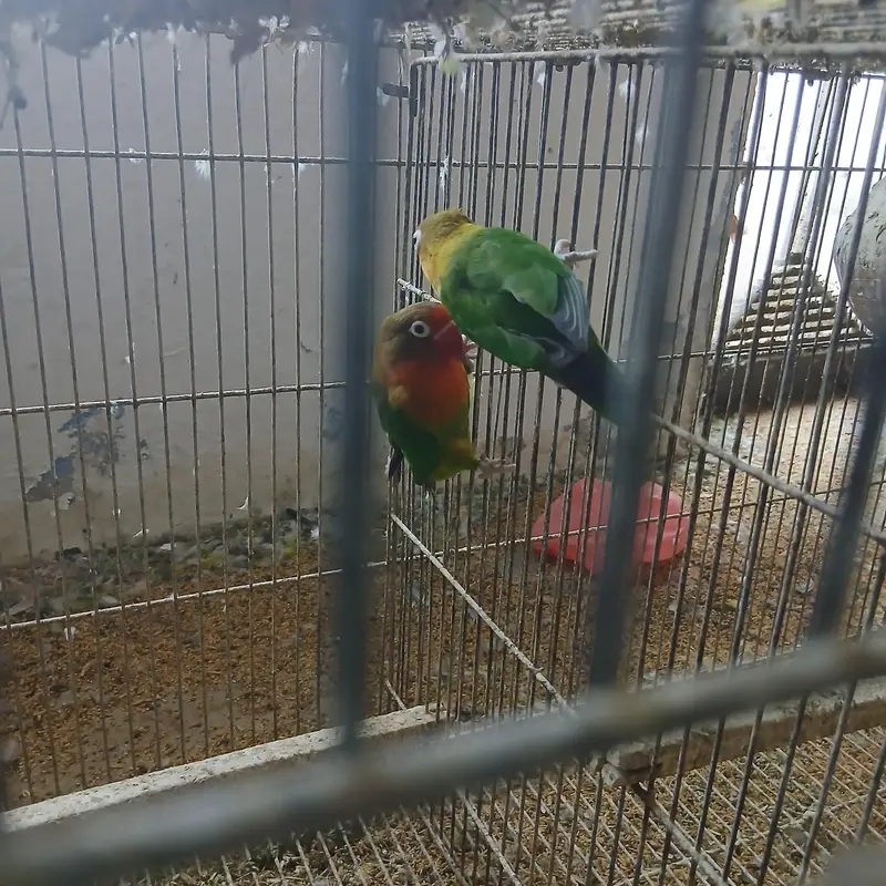 healthy active birds Australian and Love birds — photo 5
