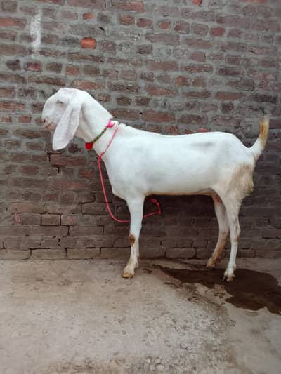 Gulabi beetl confm Pregnant goat for sel