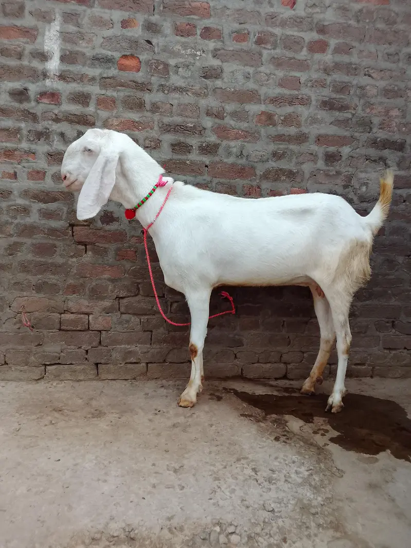 Gulabi beetl confm Pregnant goat for sel