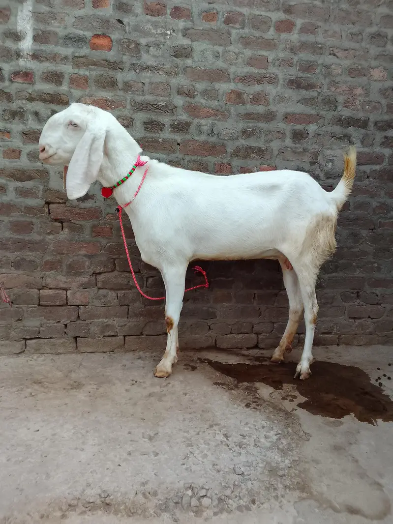 Gulabi beetl confm Pregnant goat for sel — photo 2