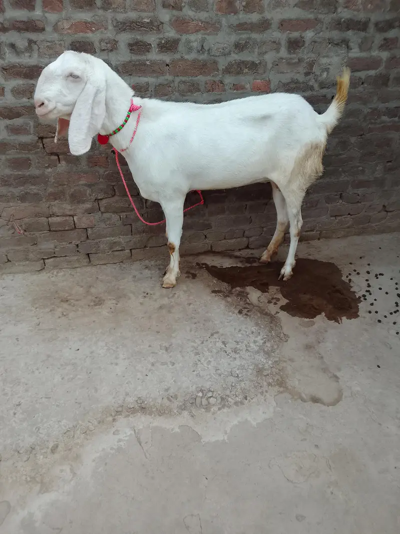 Gulabi beetl confm Pregnant goat for sel — photo 3