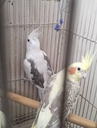 full breeder pair for sale