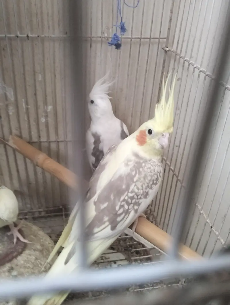 full breeder pair for sale — photo 2