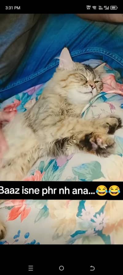 Persian female cat for urgent sale. .