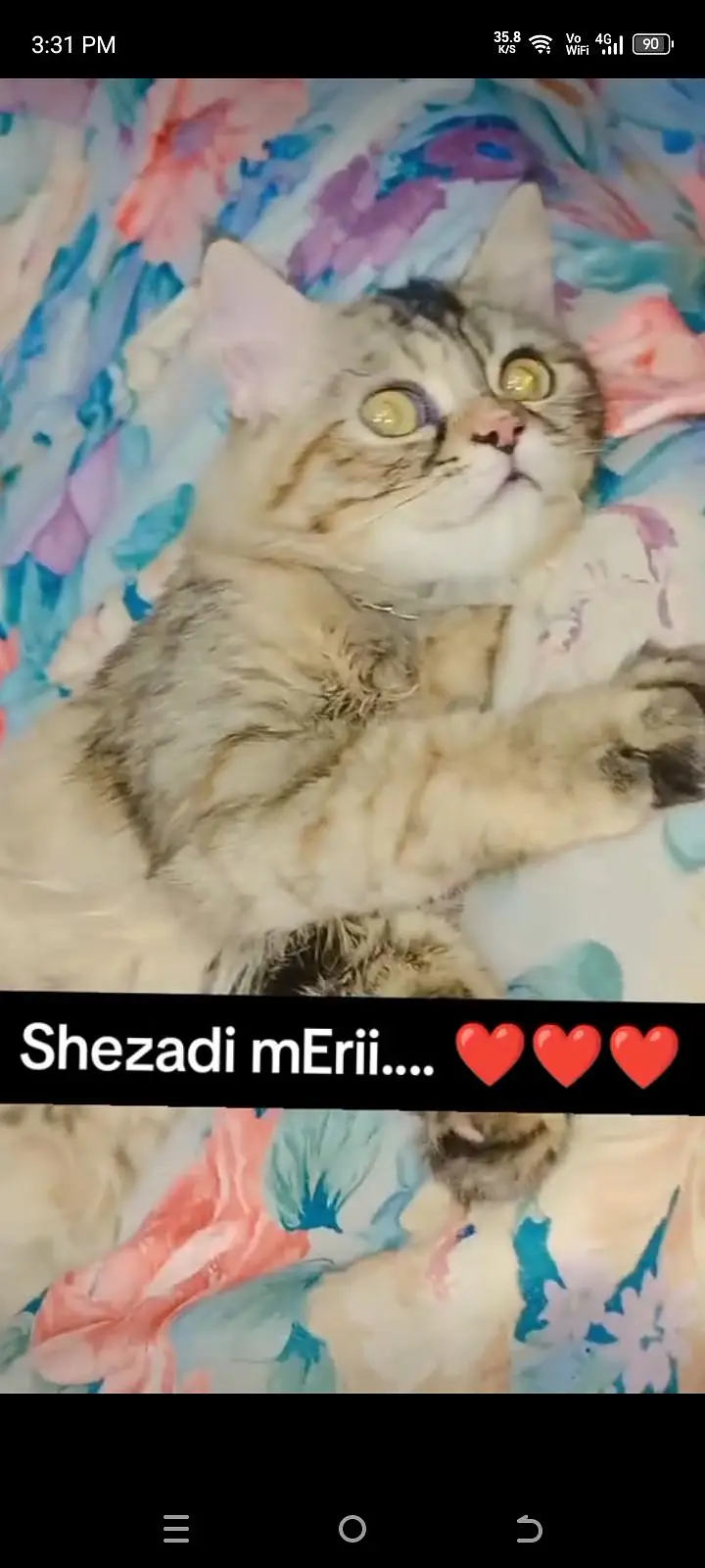 Persian female cat for urgent sale. . — photo 2