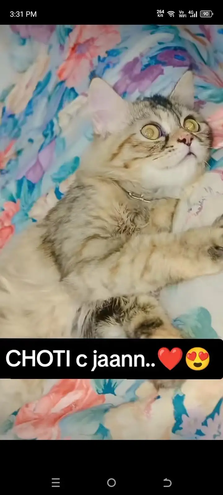 Persian female cat for urgent sale. . — photo 3