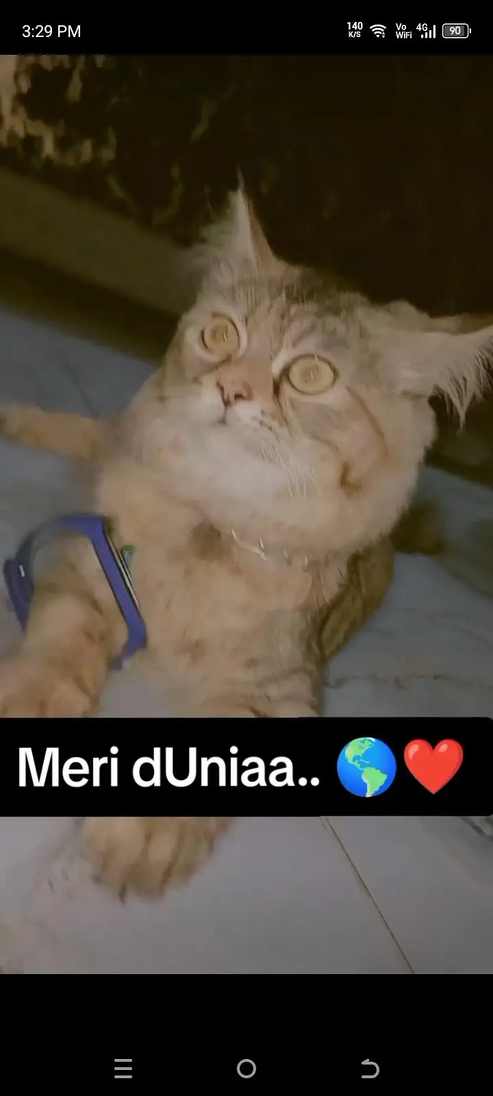 Persian female cat for urgent sale. . — photo 4
