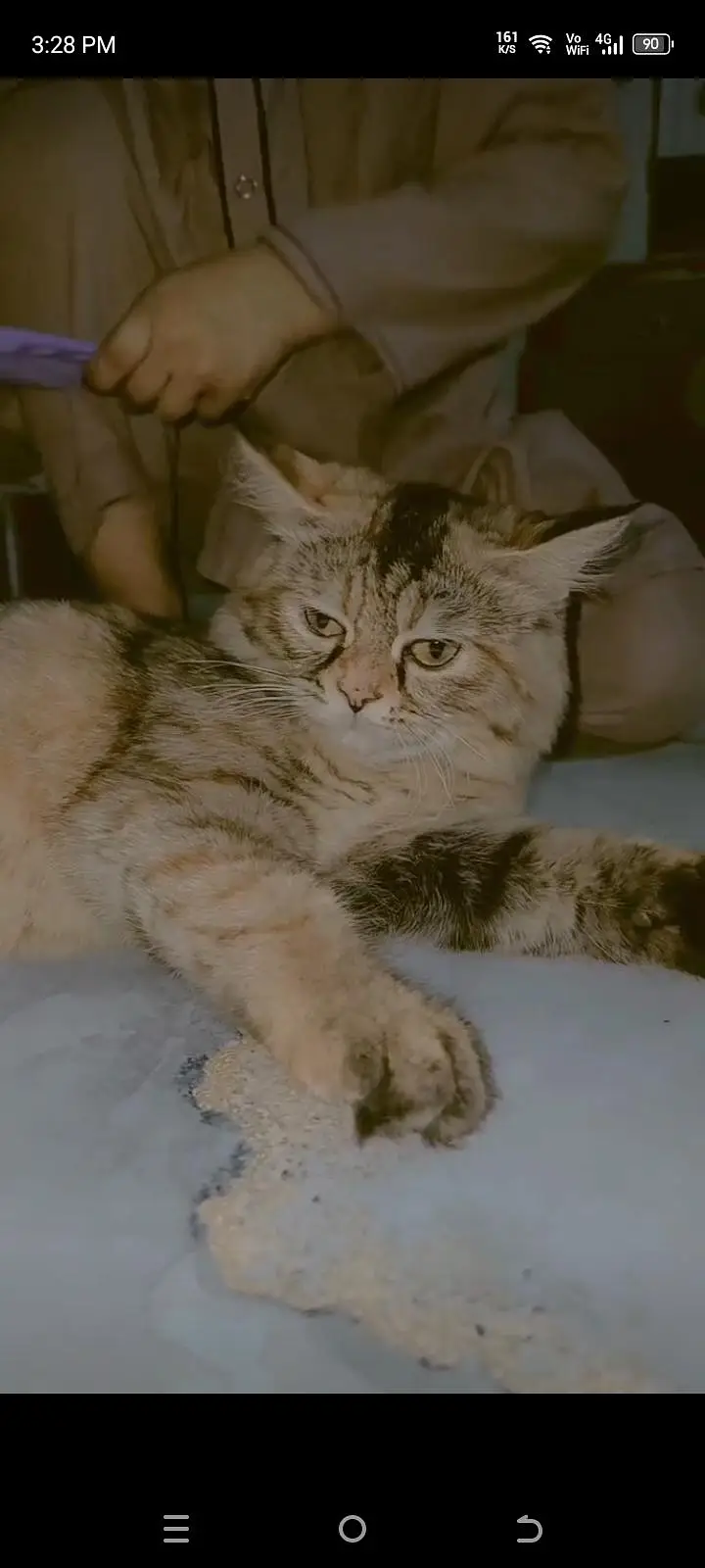 Persian female cat for urgent sale. . — photo 6