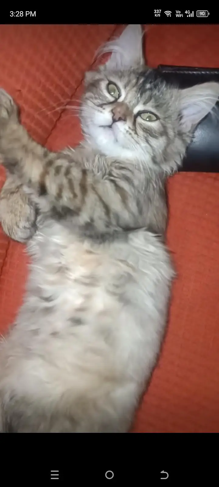 Persian female cat for urgent sale. . — photo 7