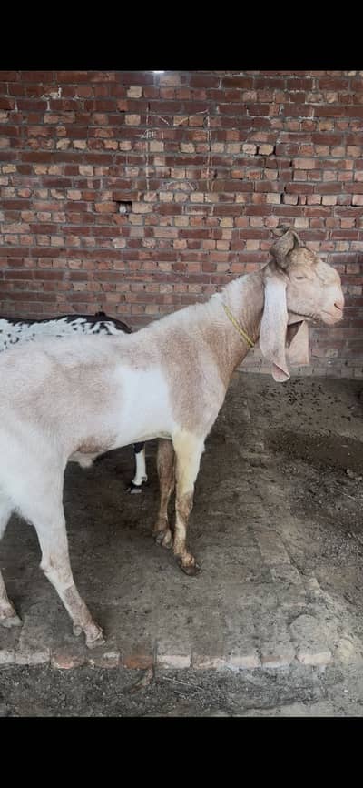 Kamori bakra 4 dant