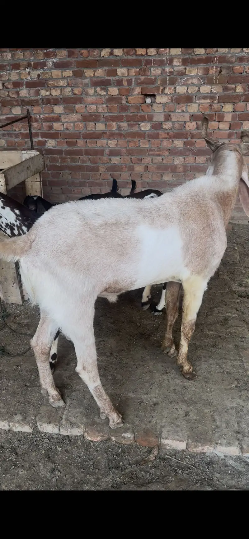 Kamori bakra 4 dant — photo 4