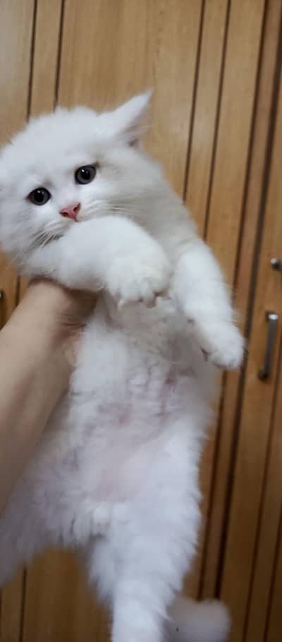 Healthy Persian kitten