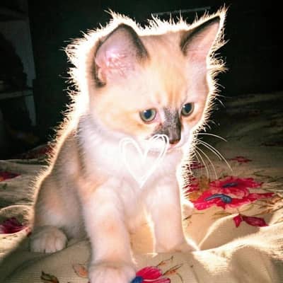 3 months kitten for sale