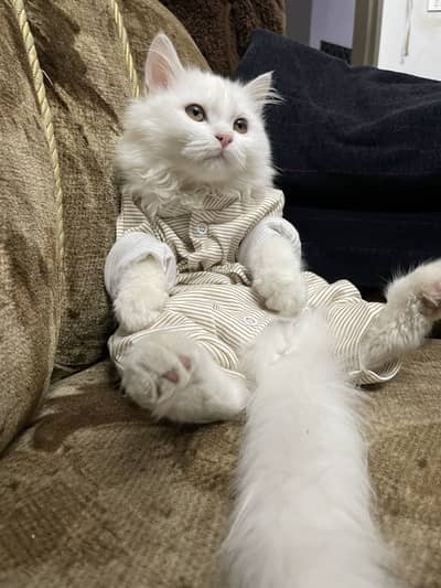 Cat sale