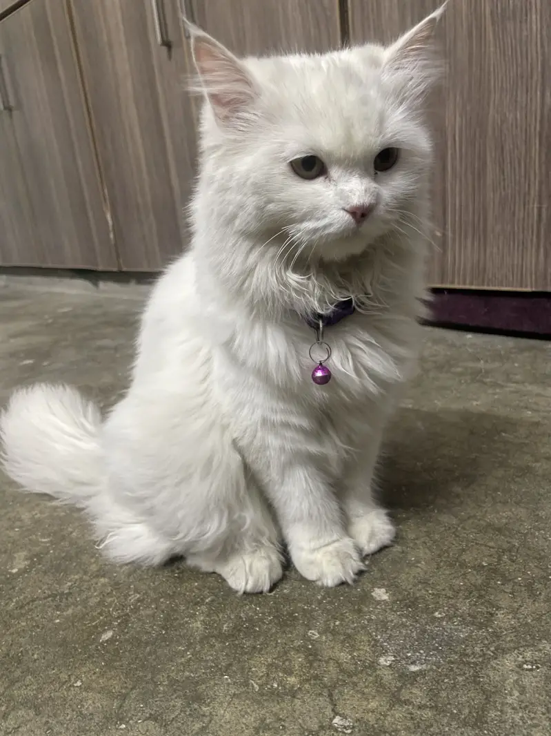Cat sale — photo 2