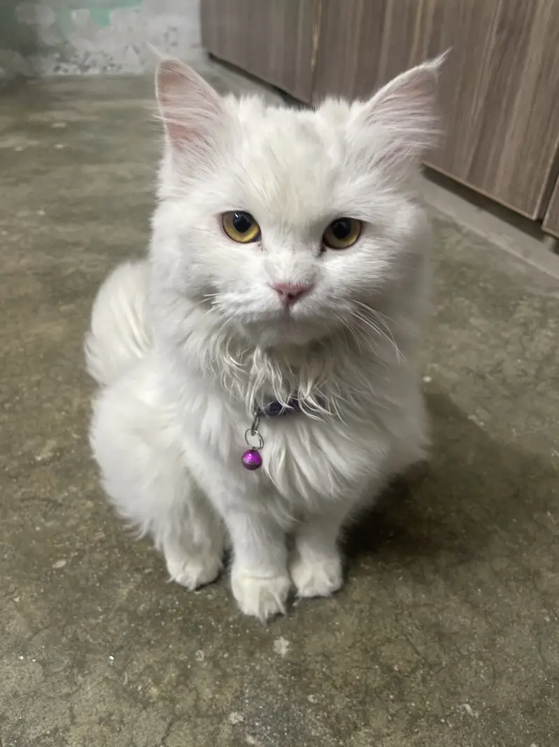 Cat sale — photo 3