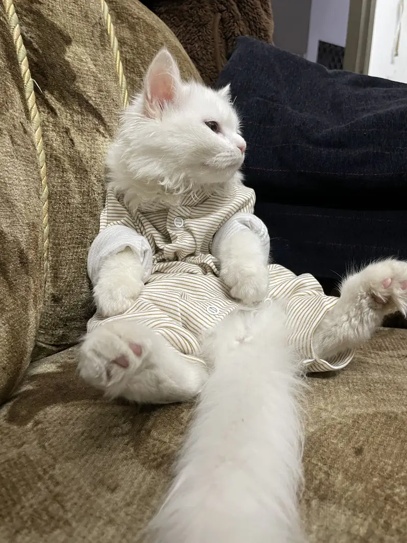 Cat sale — photo 4
