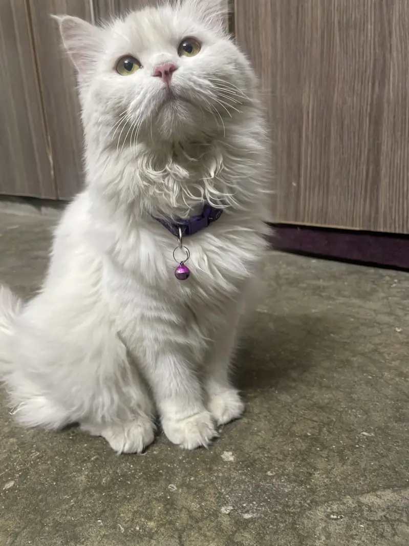 Cat sale — photo 5