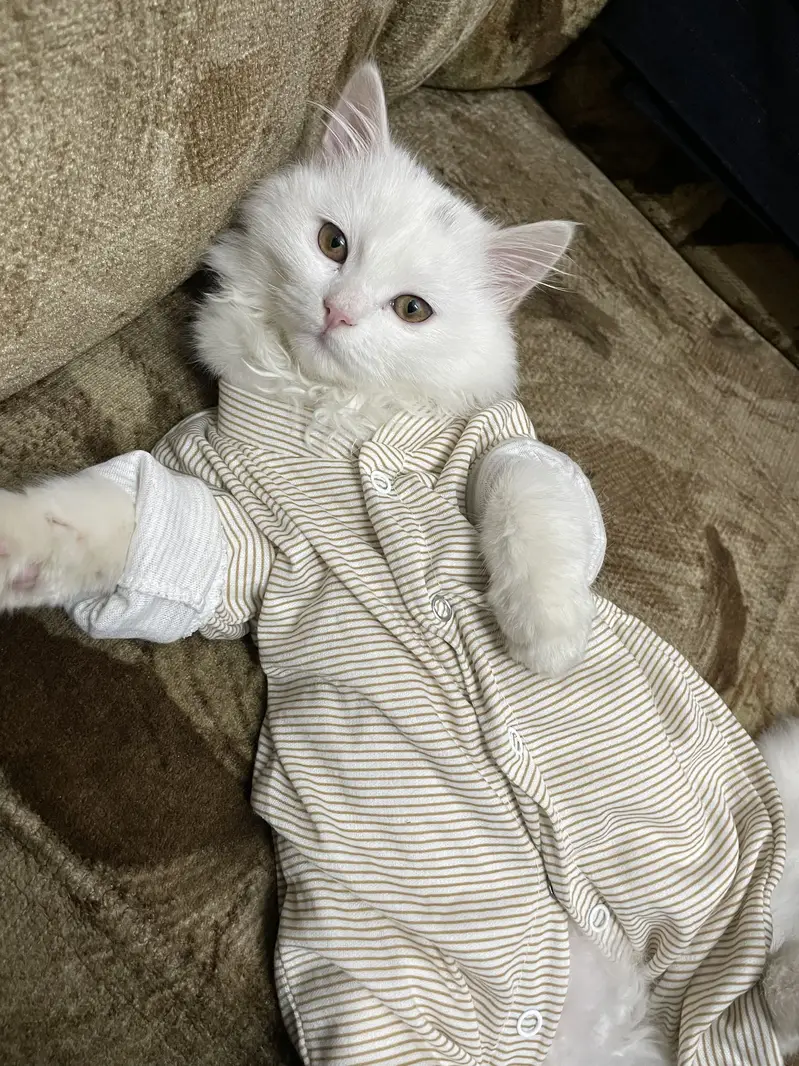 Cat sale — photo 6