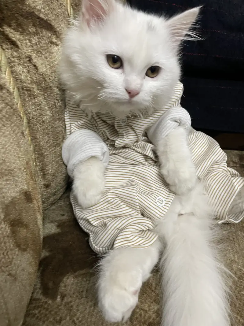 Cat sale — photo 7