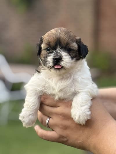 Shitzu puppies