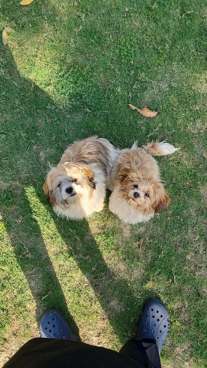 Shitzu puppies — photo 3