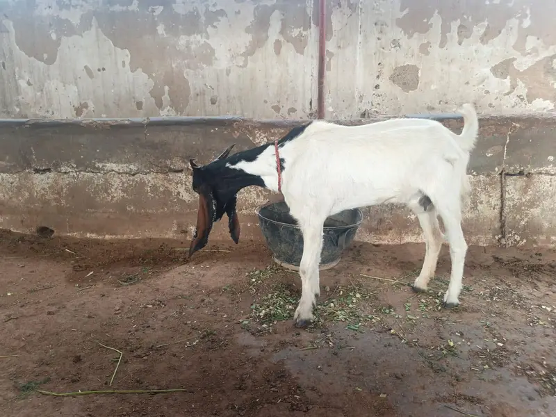bakri h 4 danth ho choki h healthy active h