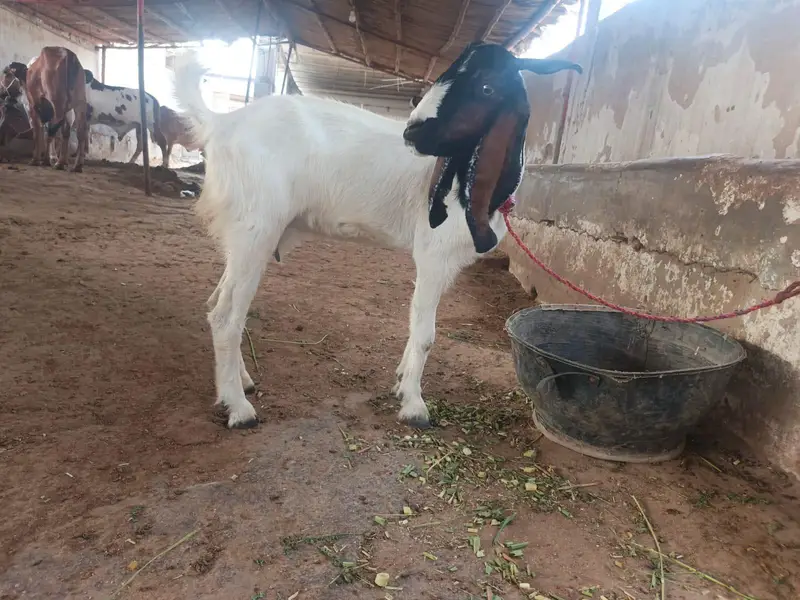 bakri h 4 danth ho choki h healthy active h — photo 2