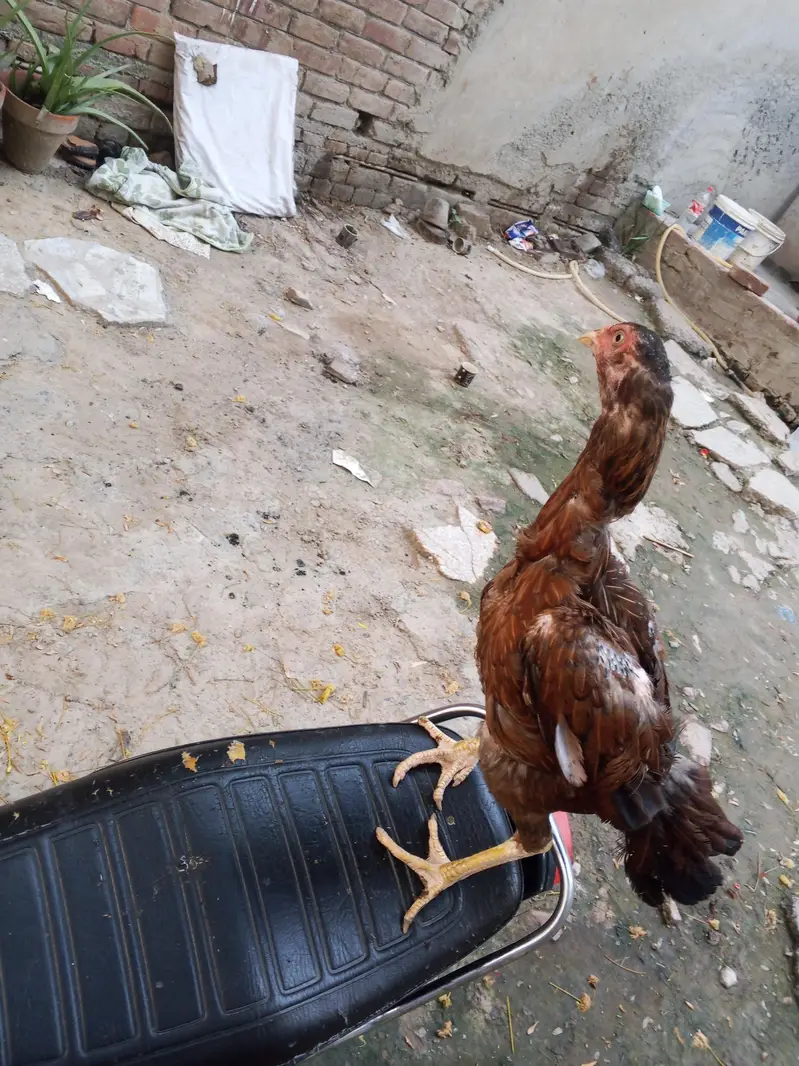 aseel hen — photo 2