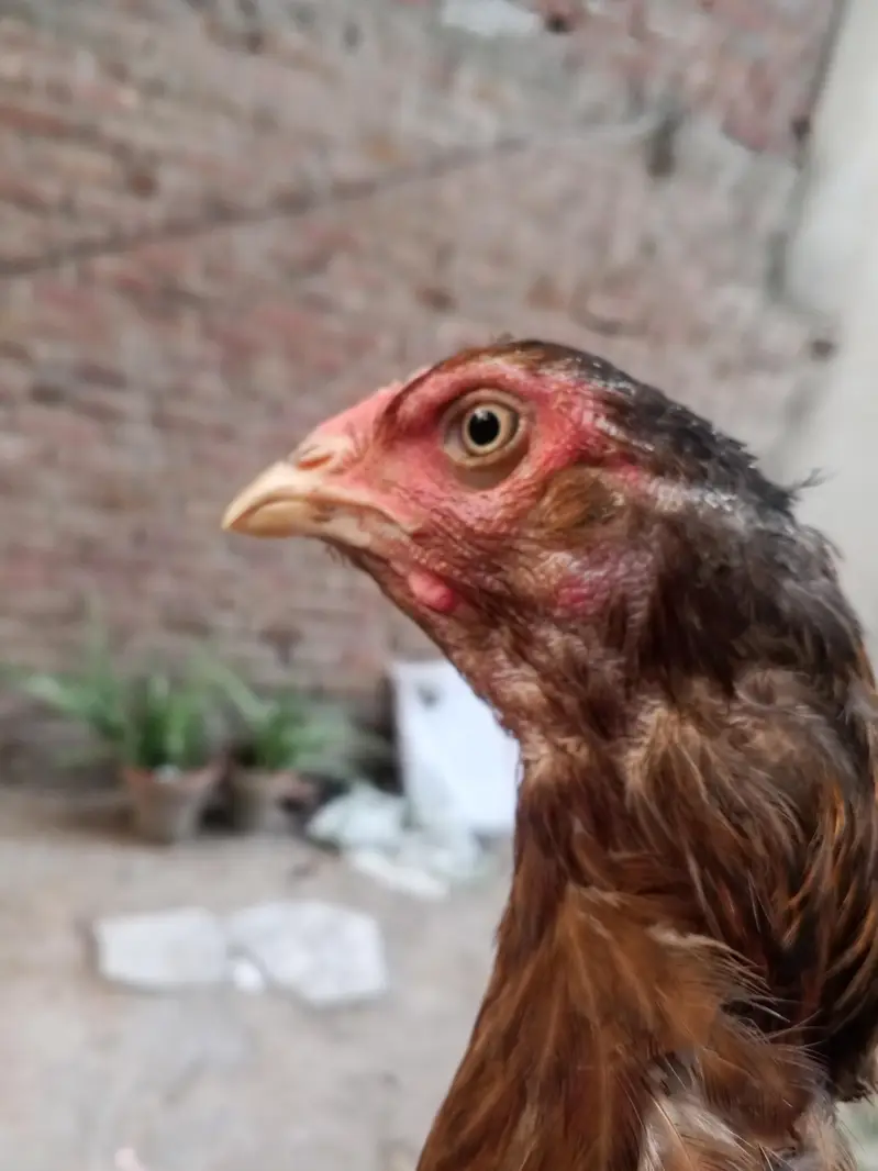 aseel hen — photo 3