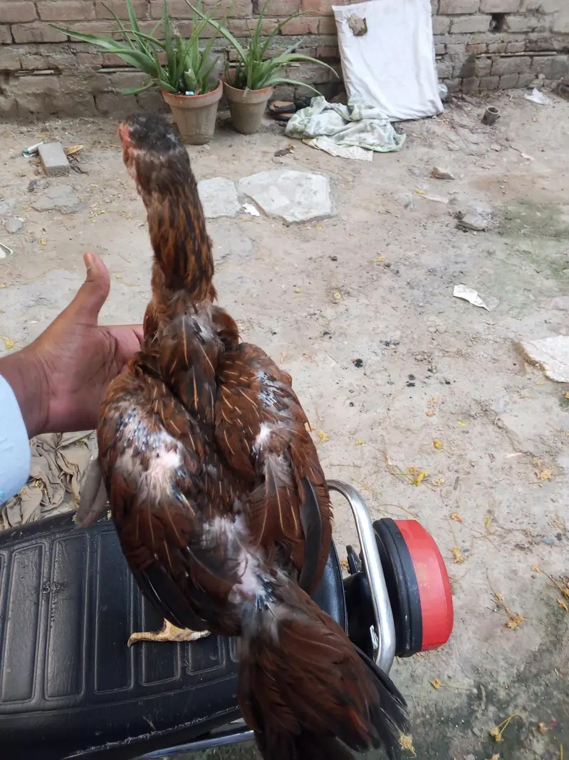 aseel hen — photo 4