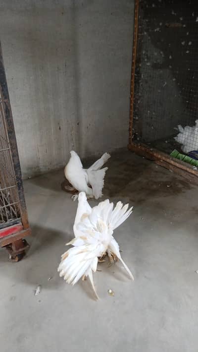 White American Jumbo size chiks  3417364953
