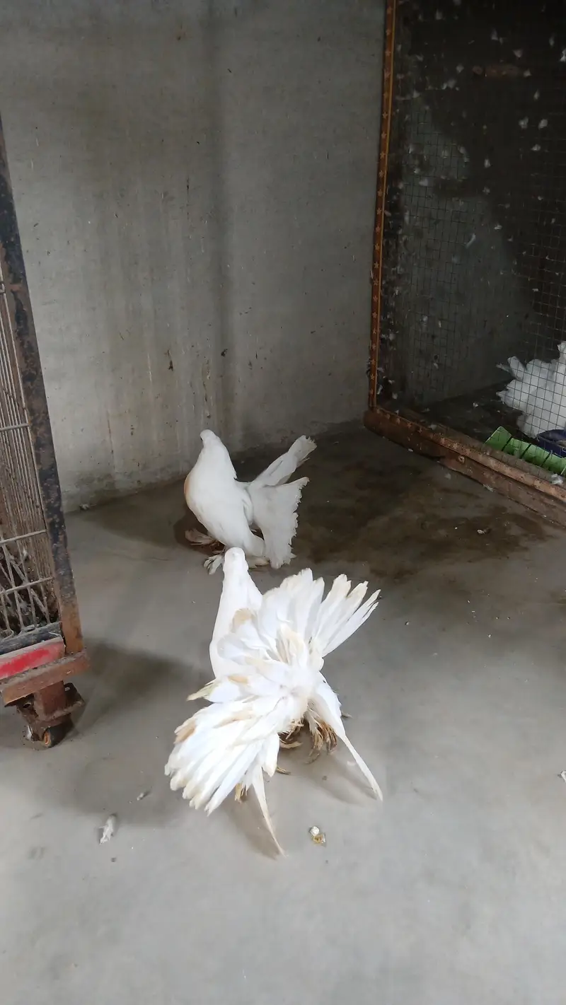 White American Jumbo size chiks  3417364953