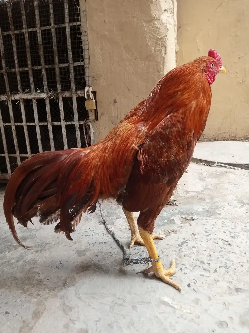 Aseel Peela Patha — photo 2