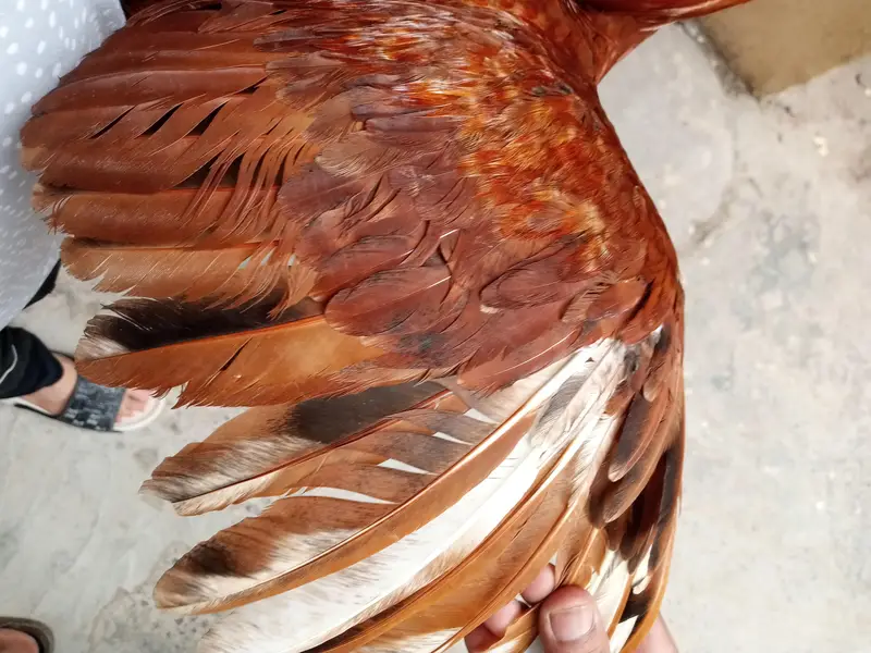 Aseel Peela Patha — photo 3
