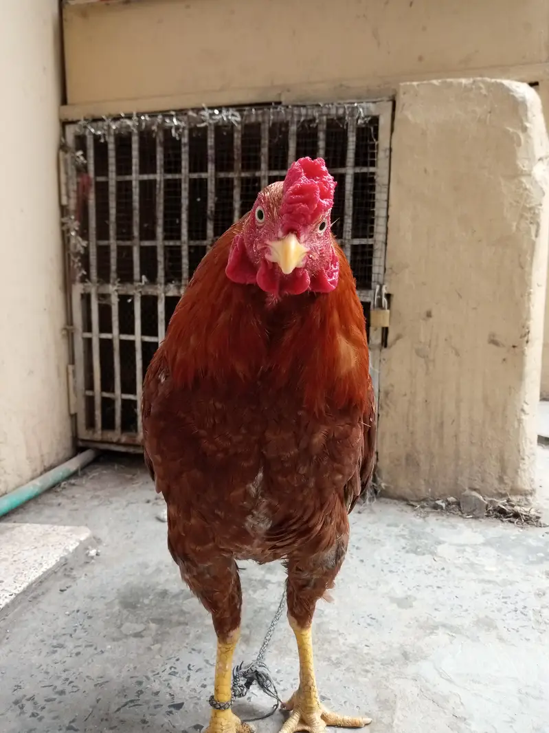 Aseel Peela Patha — photo 6