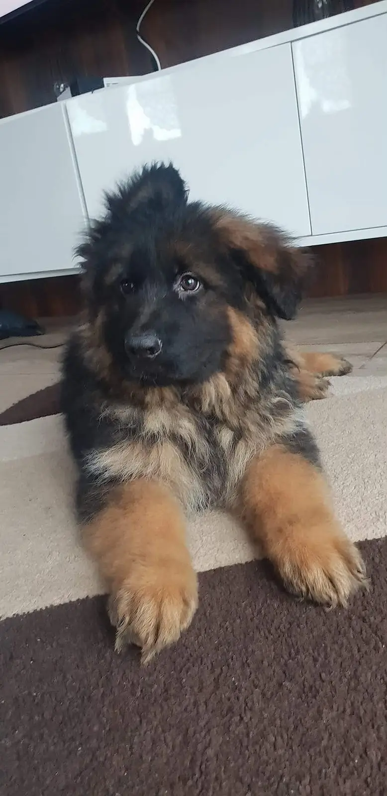 Germen Shepherd puppies FCI Pedigreed available for Import — photo 4