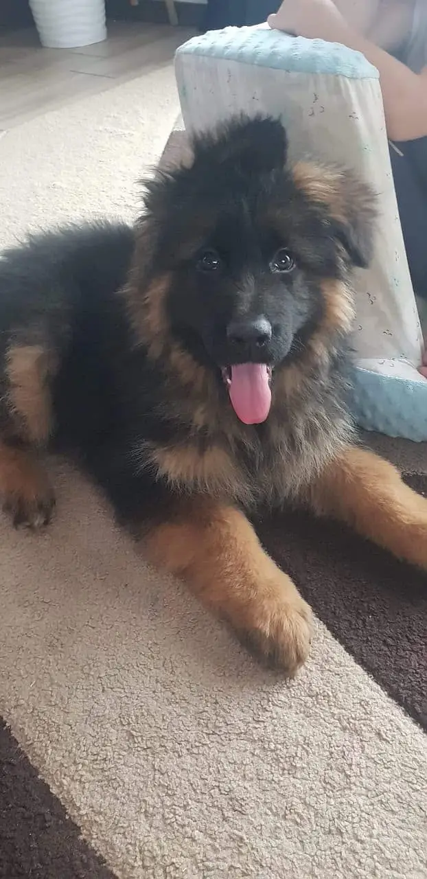 Germen Shepherd puppies FCI Pedigreed available for Import — photo 5