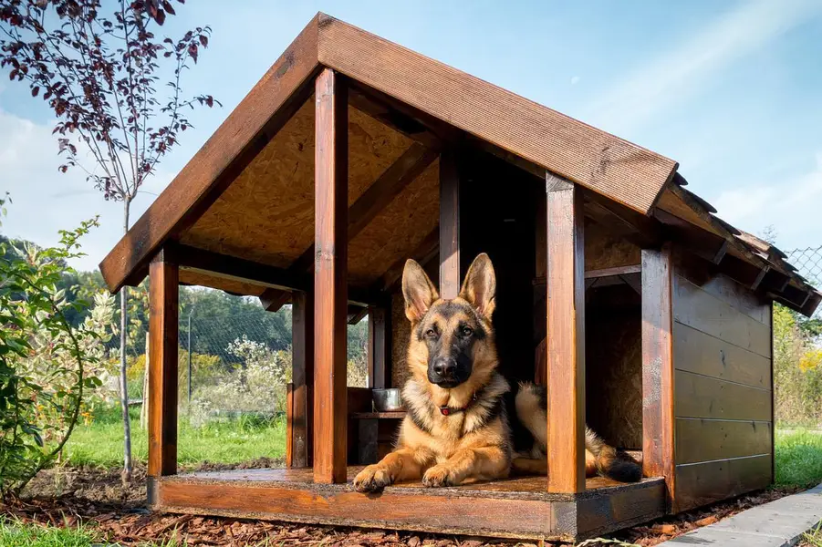 Cats  And Dogs house  — photo 2